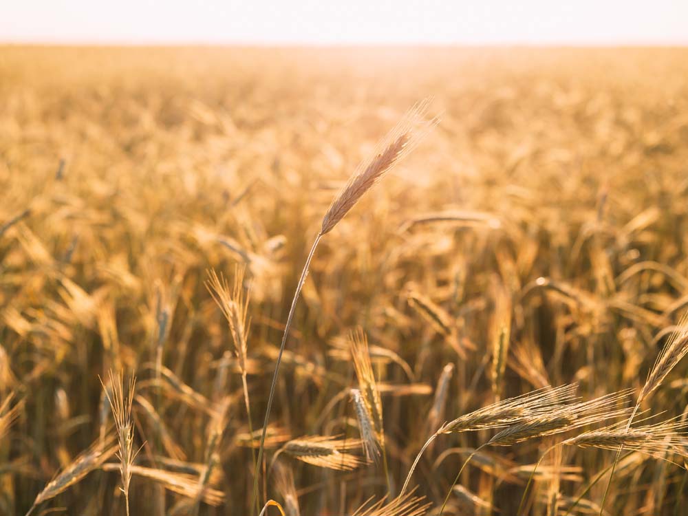 prairie soil featured